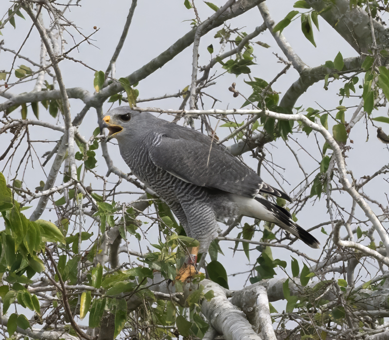 Gray_Hawk_24_TX_C_522