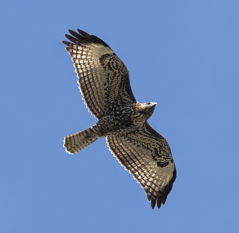 Gray_Hawk_24_TX_C_544