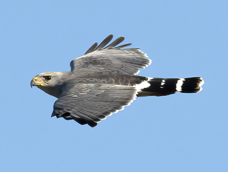 Gray_Hawk_24_TX_L_006