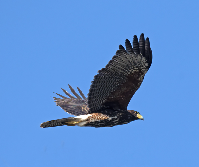 Gray_Hawk_24_TX_L_018