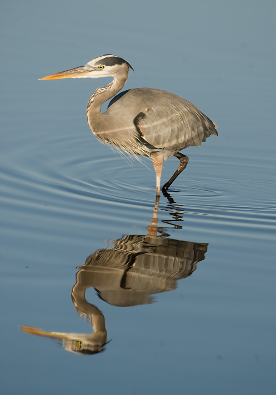 Great_Blue_Heron_09_FL_152
