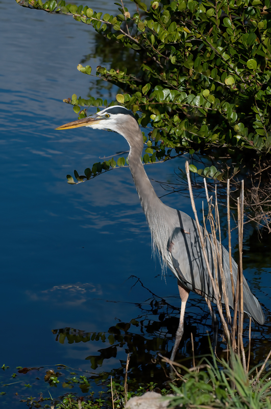 Great_Blue_Heron_09_FL_282