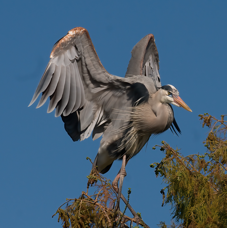 Great_Blue_Heron_09_FL_293