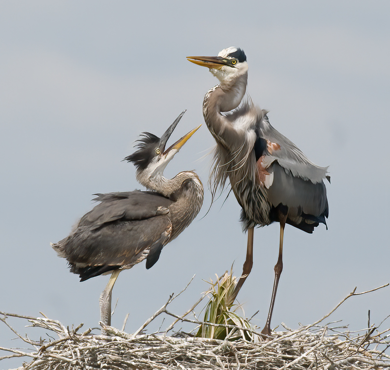 Great_Blue_Heron_09_FL_362