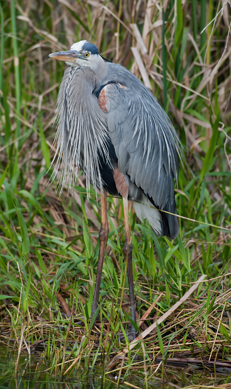 Great_Blue_Heron_10_FL_002