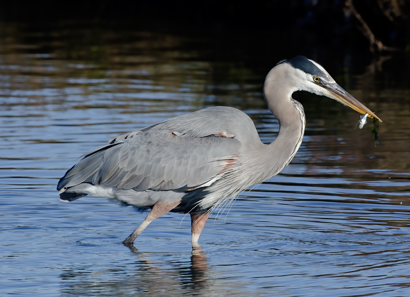 Great_Blue_Heron_10_FL_004