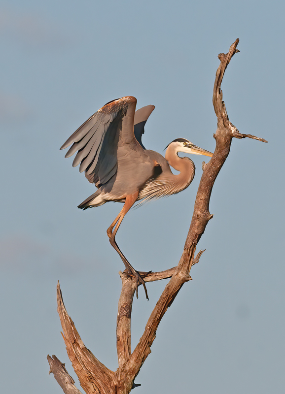Great_Blue_Heron_10_FL_056