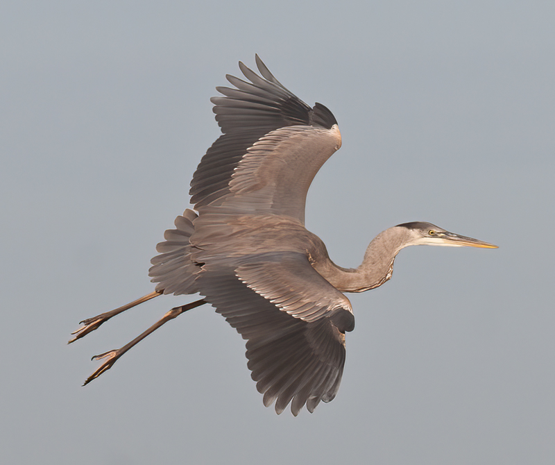 Great_Blue_Heron_10_FL_057