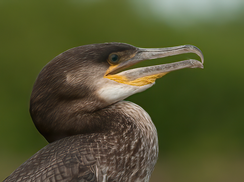 Great_Cormorant_11_FL_012