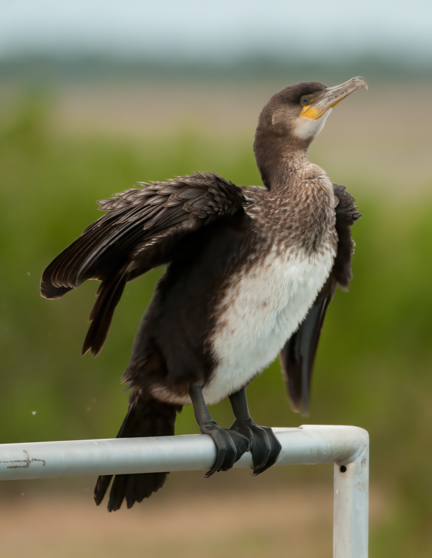 Great_Cormorant_11_FL_020