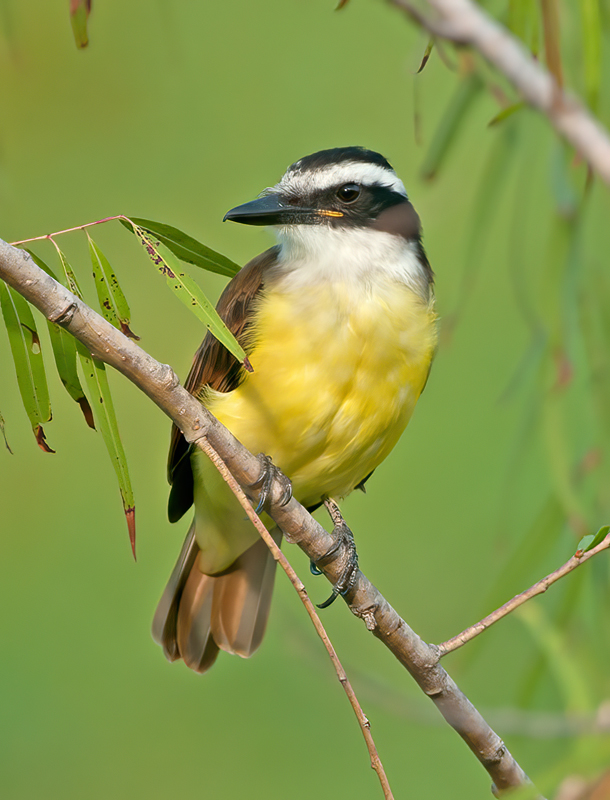 Great_Kiskadee_12_TX_013