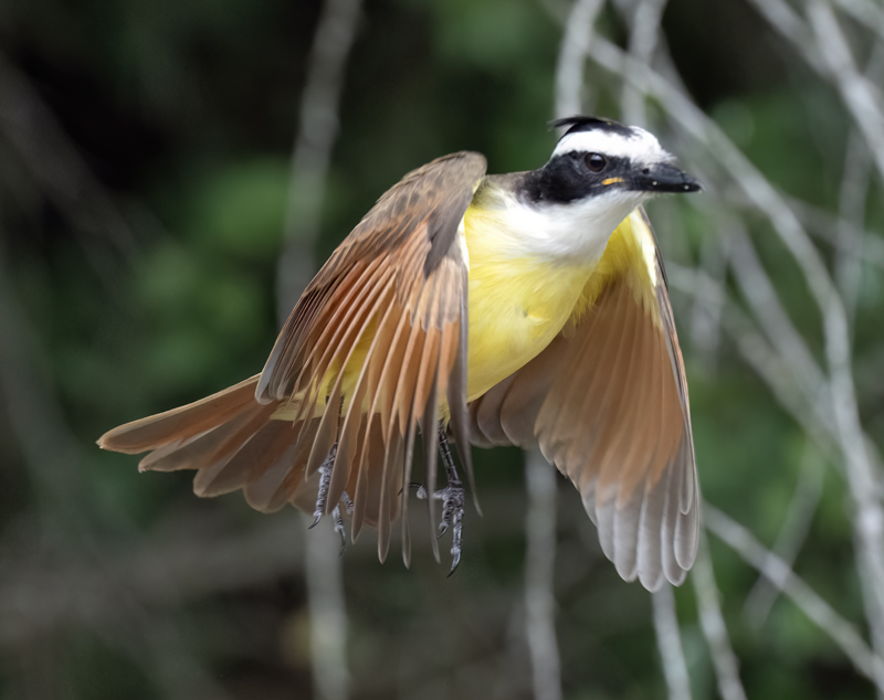 Great_Kiskadee_24_TX_L_005