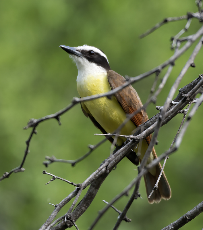 Great_Kiskadee_TX_18_119