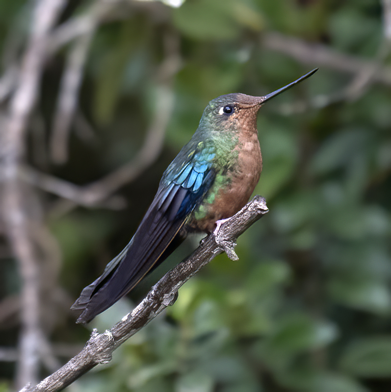 Great_Sapphirewing_18_Ecuador_003