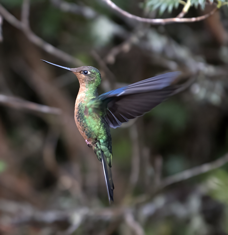 Great_Sapphirewing_18_Ecuador_006