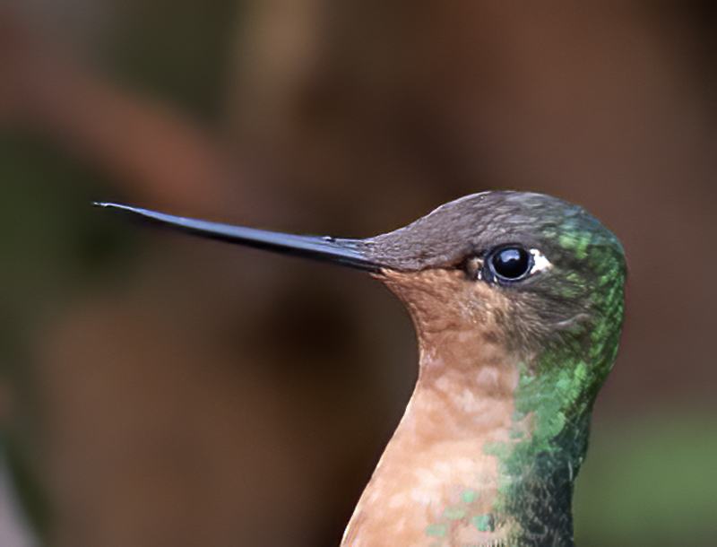 Great_Sapphirewing_18_Ecuador_009