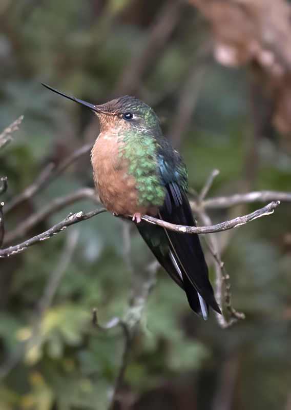 Great_Sapphirewing_18_Ecuador_010