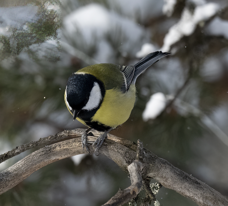 Great_Tit_23_Norway_165