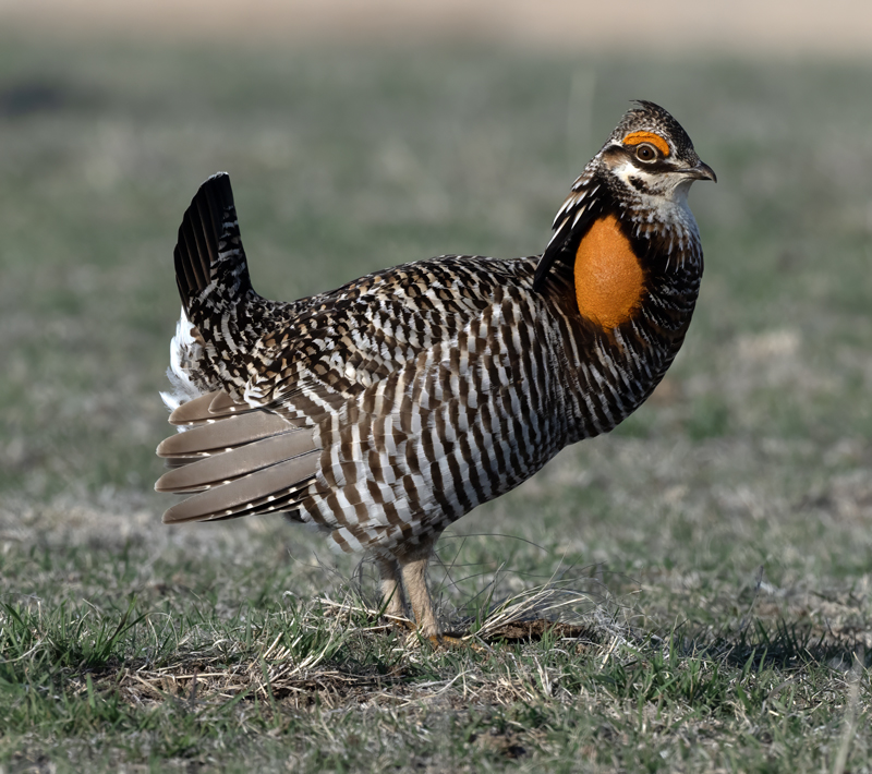 Greater_Prairie-Chicken_24_KA_L_001
