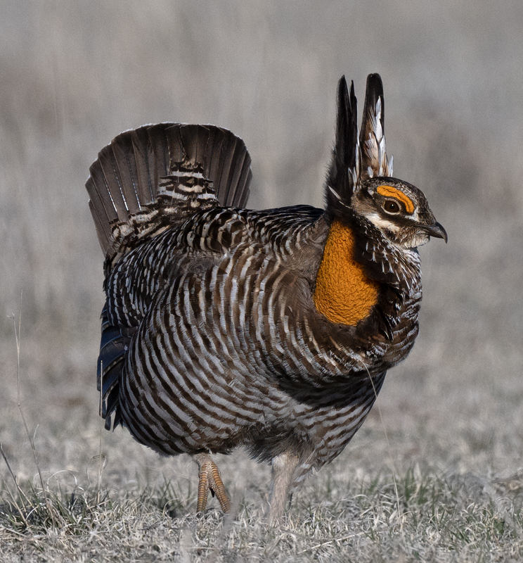 Greater_Prairie-Chicken_24_KA_L_325