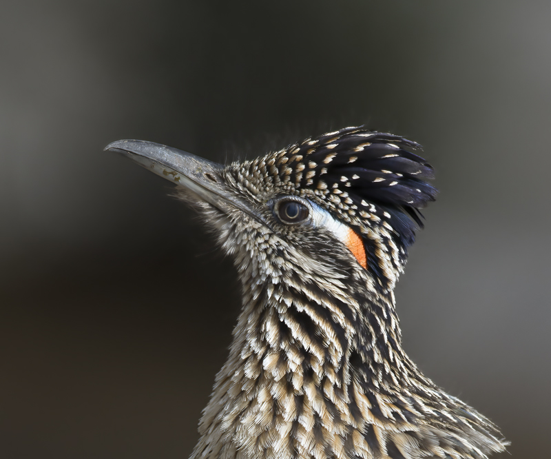 Greater_Roadrunner_15_AZ_015