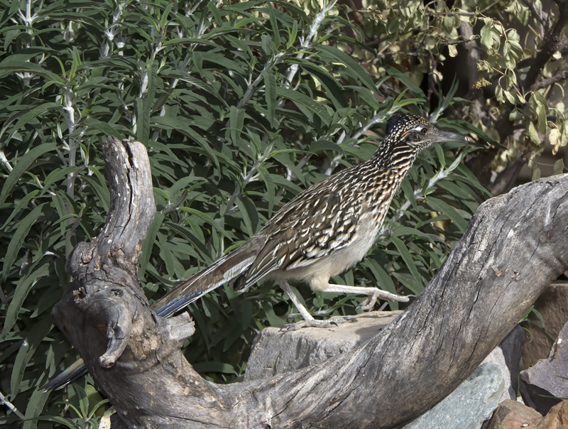 Greater_Roadrunner_15_AZ_026