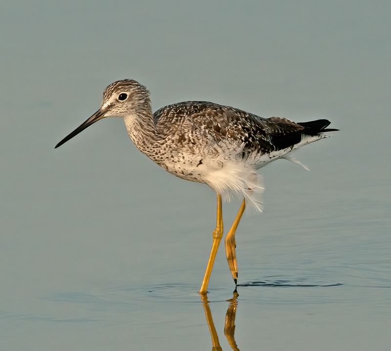 Greater_Yellowlegs_11_FL_003