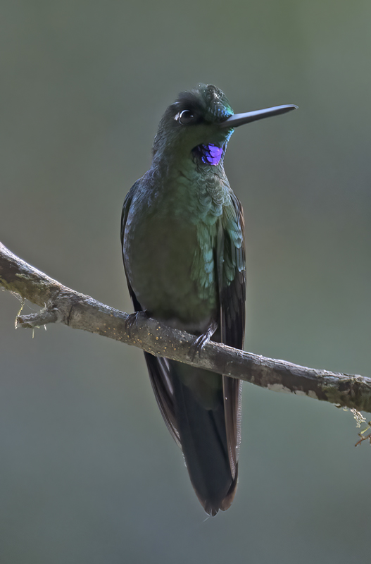 Green-crowned_Brilliant_18_Ecuador_011