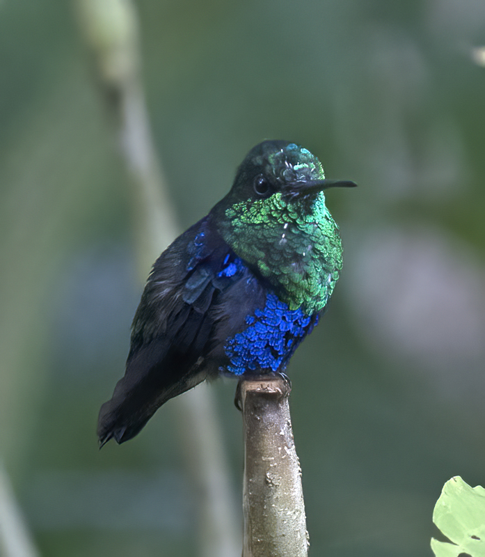 Green-crowned_Woodnymph_18_Ecuador_024