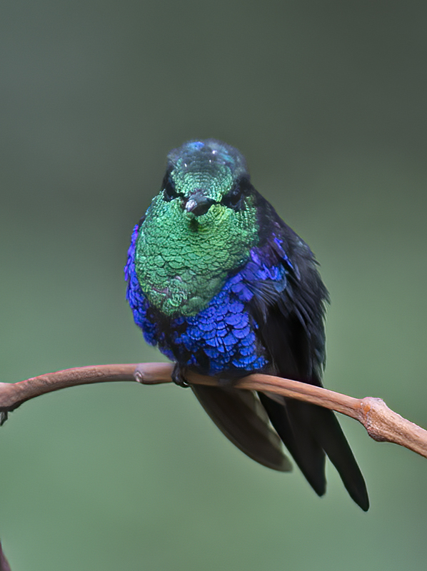 Green-crowned_Woodnymph_18_Ecuador_042