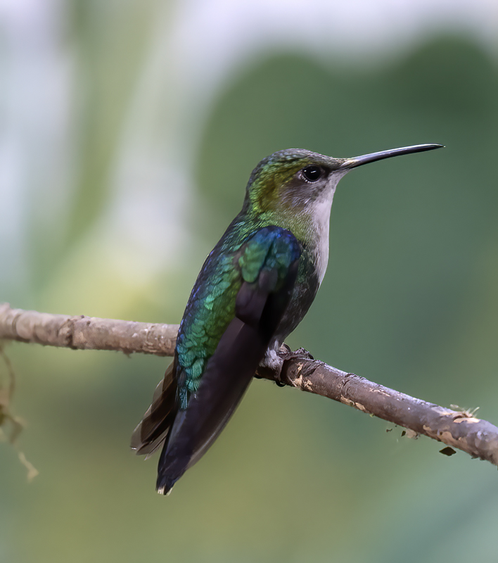 Green-crowned_Woodnymph_18_Ecuador_058