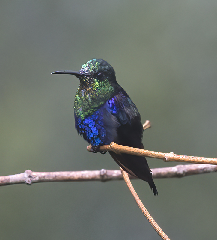 Green-crowned_Woodnymph_18_Ecuador_084