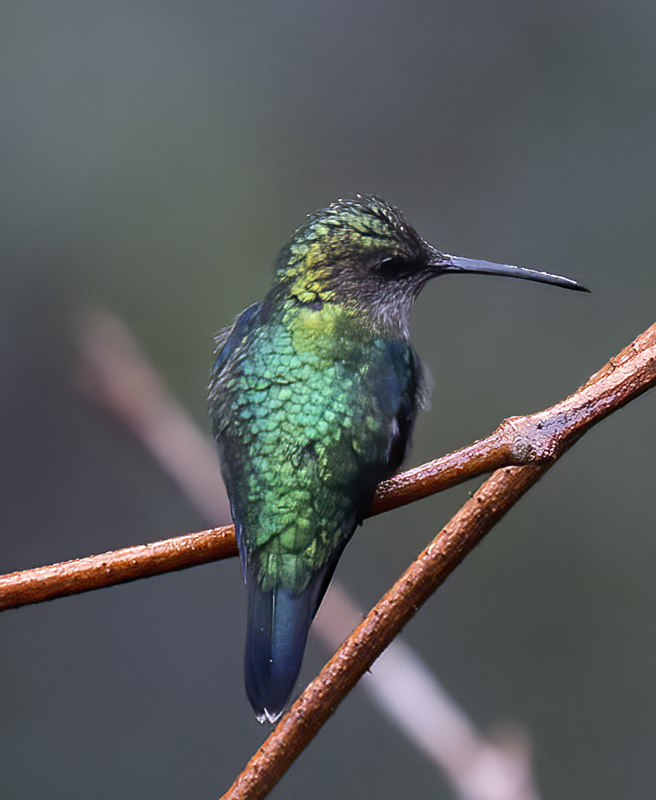 Green-crowned_Woodnymph_18_Ecuador_093