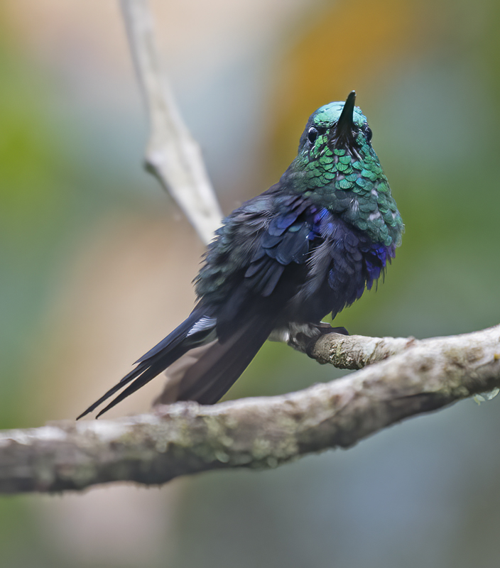 Green-crowned_Woodnymph_18_Ecuador_123