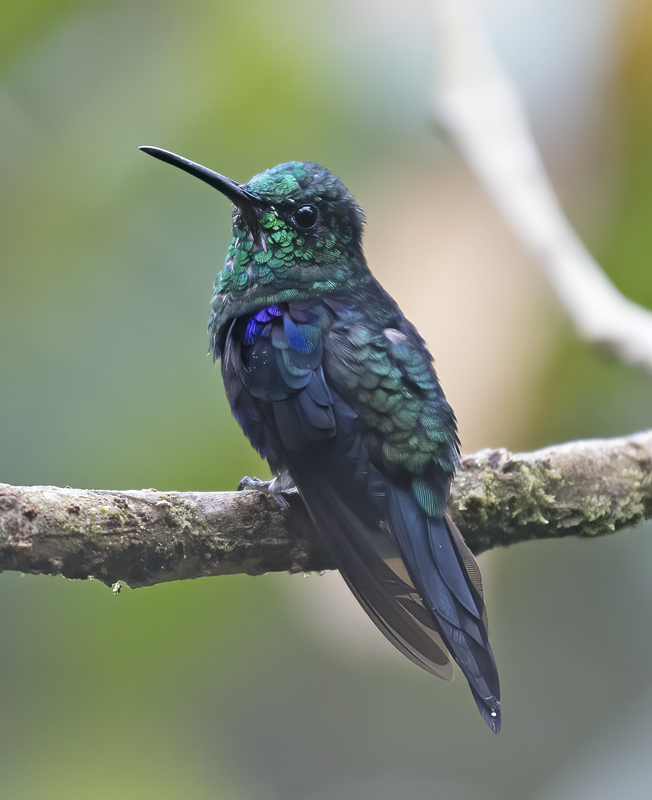 Green-crowned_Woodnymph_18_Ecuador_128