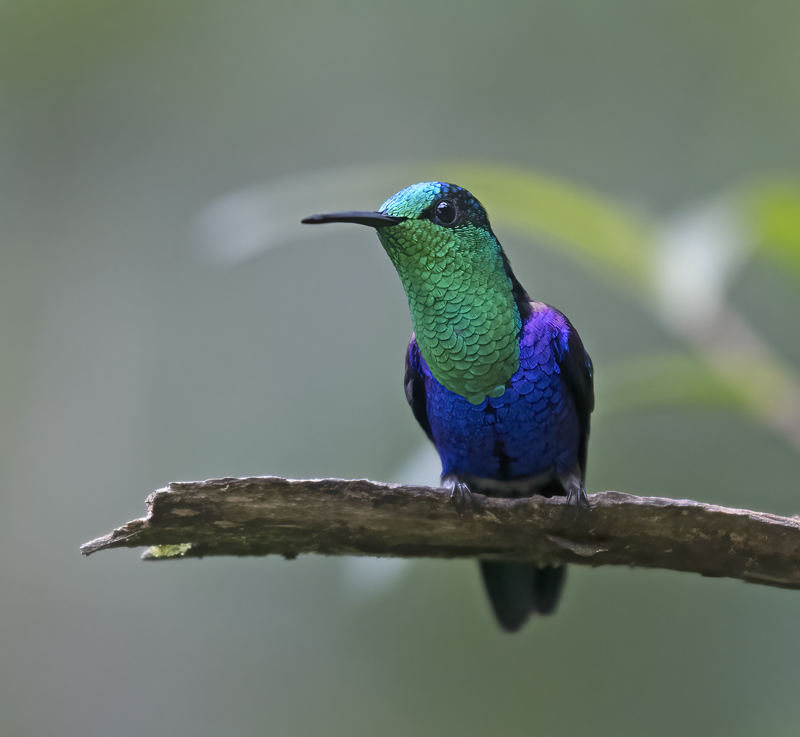 Green-crowned_Woodnymph_18_Ecuador_134