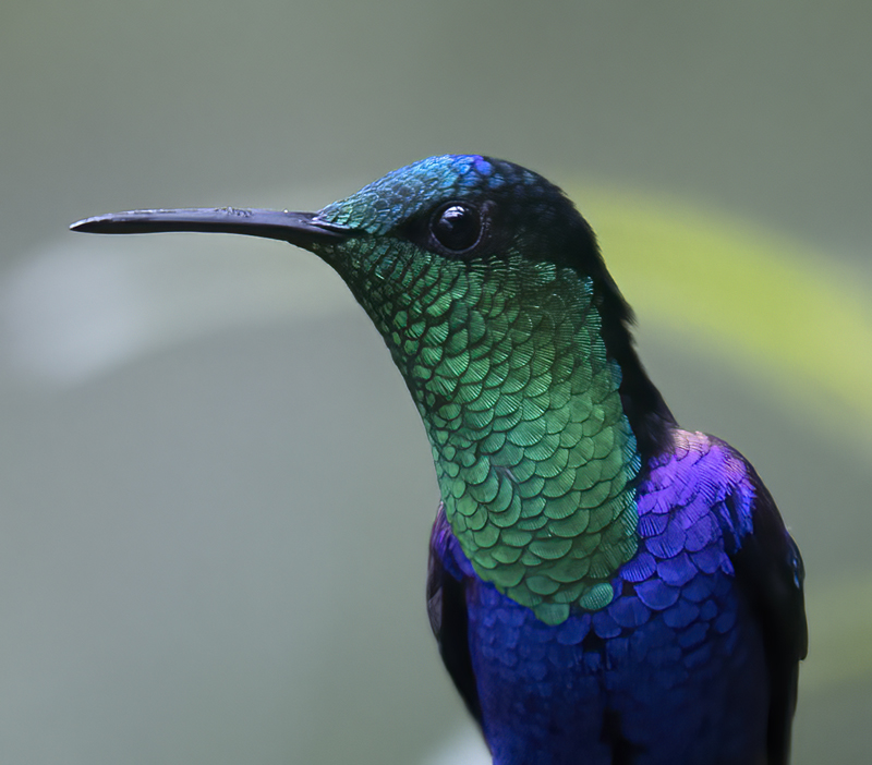 Green-crowned_Woodnymph_18_Ecuador_138