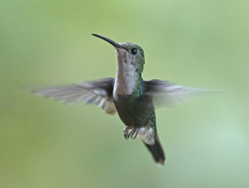 Green-crowned_Woodnymph_18_Ecuador_150