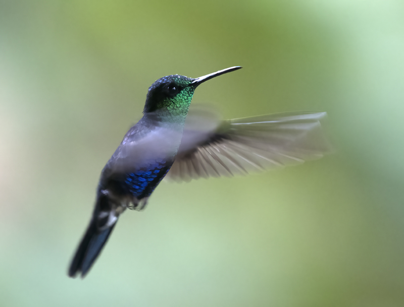 Green-crowned_Woodnymph_18_Ecuador_157