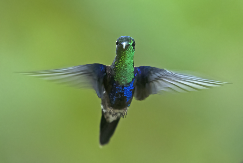 Green-crowned_Woodnymph_18_Ecuador_162