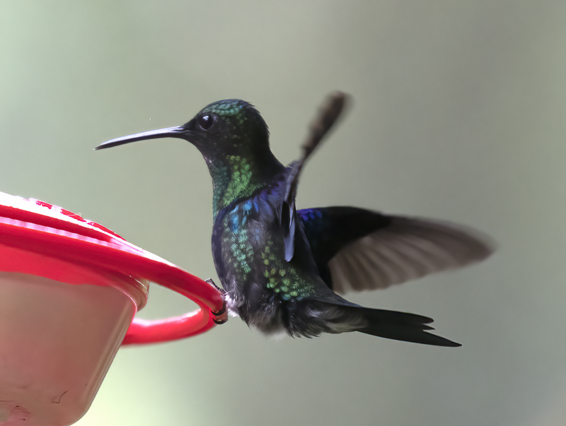Green-crowned_Woodnymph_18_Ecuador_181