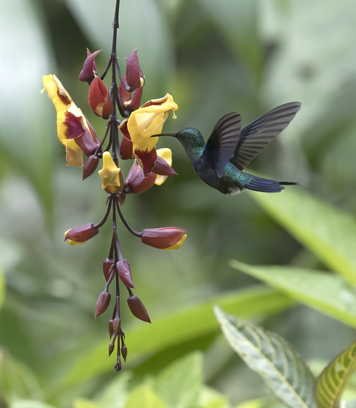 Green-crowned_Woodnymph_18_Ecuador_187