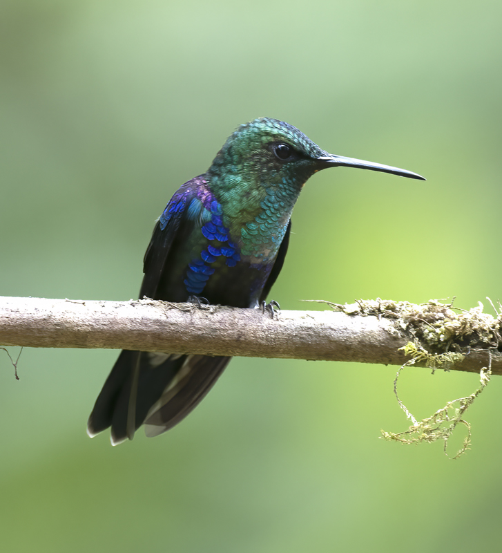 Green-crowned_Woodnymph_18_Ecuador_196
