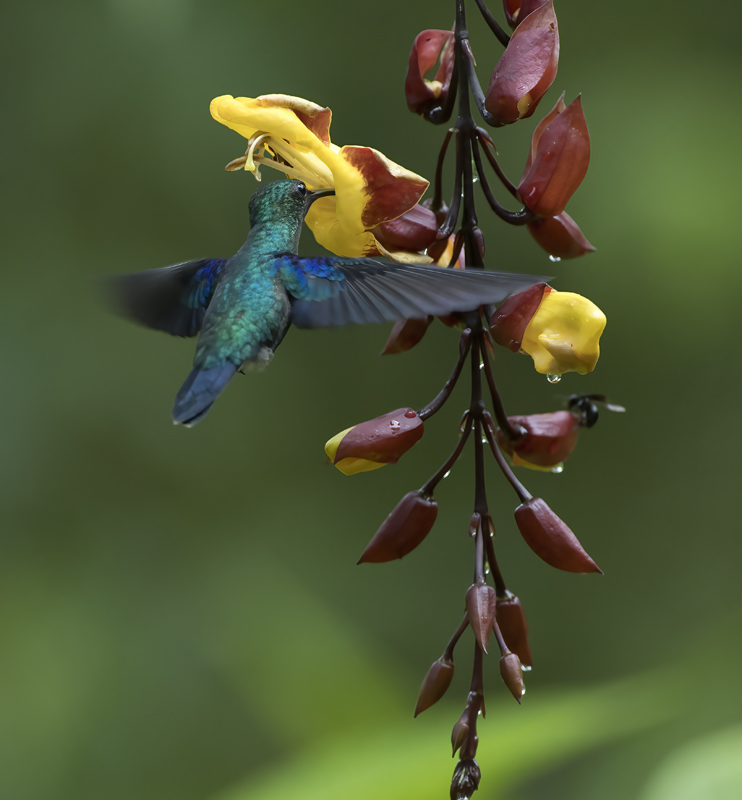 Green-crowned_Woodnymph_18_Ecuador_234