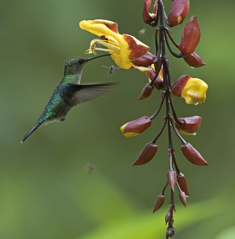 Green-crowned_Woodnymph_18_Ecuador_250