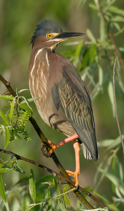 Green_Heron_09_FL_046