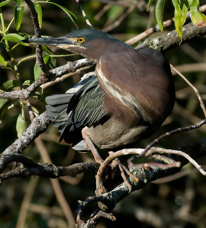 Green_Heron_09_FL_075