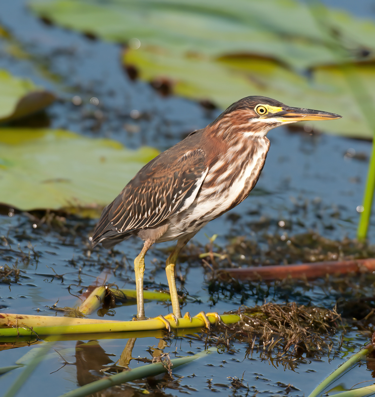 Green_Heron_09_FL_102