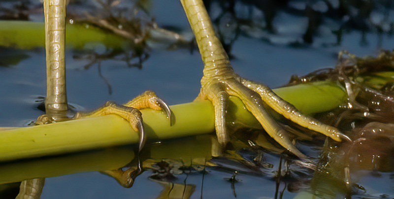 Green_Heron_09_FL_118