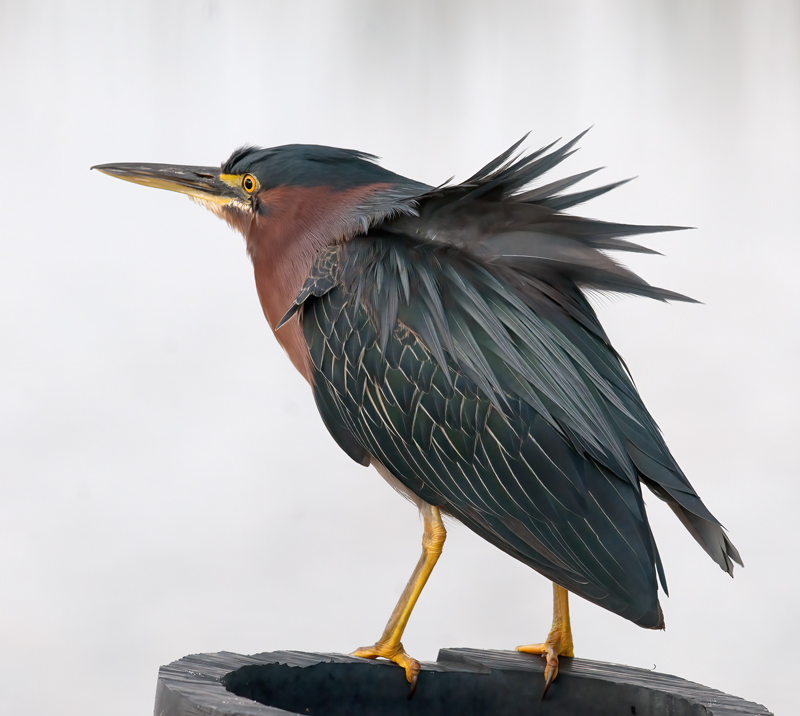 Green_Heron_10_FL_057